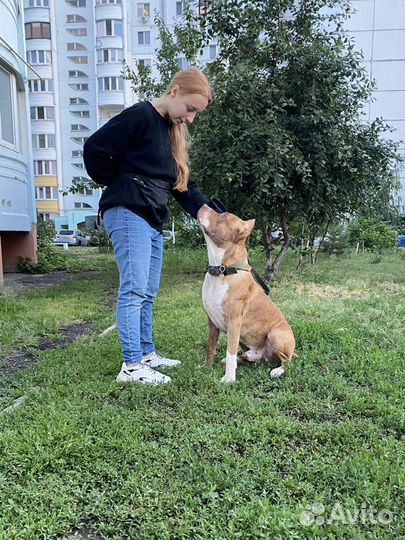 Кинолог-зоопсихолог