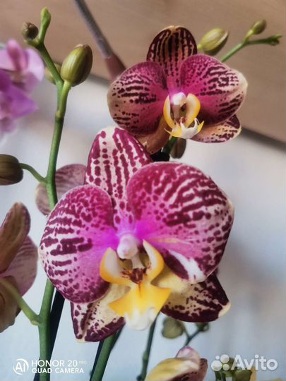 Орхидея Пиниф 2 цветоноса