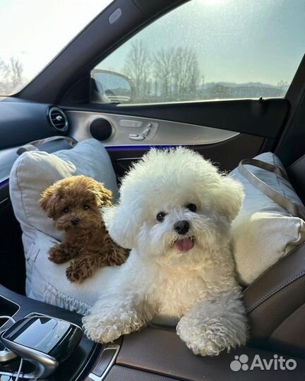 Мальтипу тедди f1 и f2 Смотрите профиль