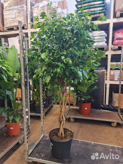 Фикус Бенджамина Дерево красивое