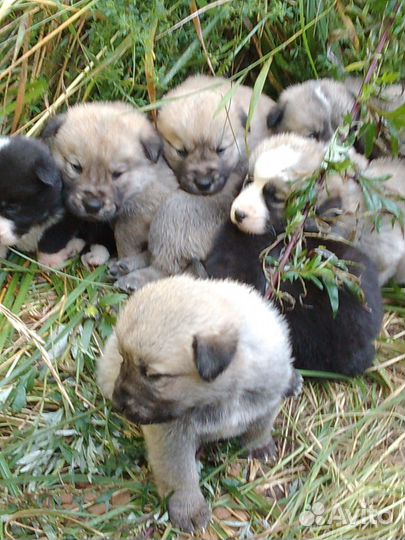 Щенки алабая бесплатно