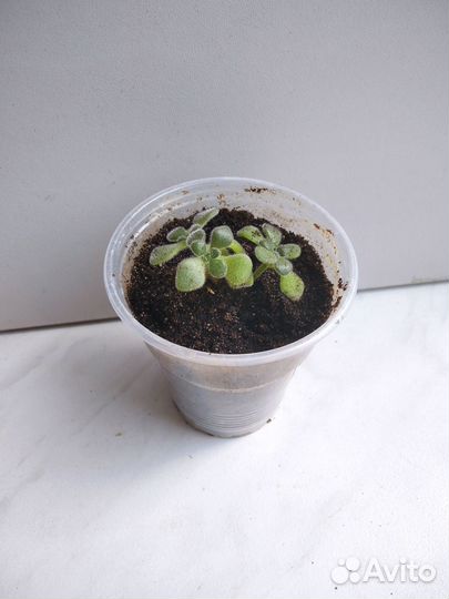 Суккуленты