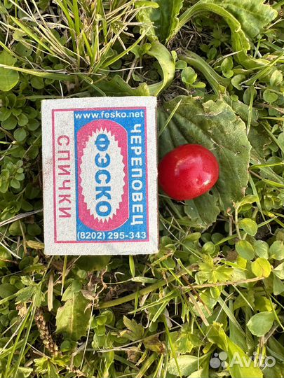 Отростки вишни, вишня