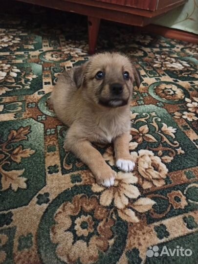 Маленькая собака в добрые руки Помогите