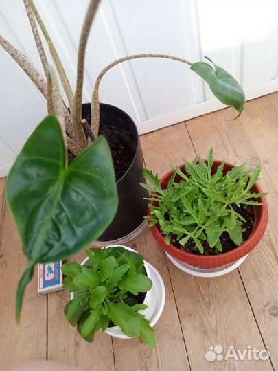 Излишки Комнатных Растений