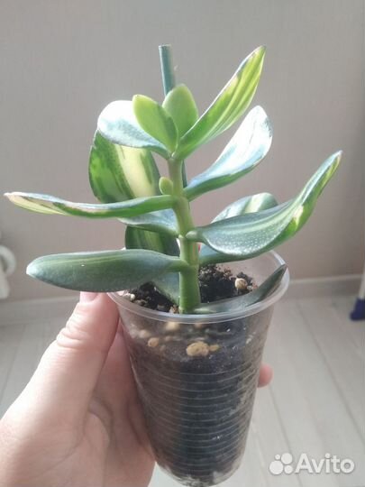 Крассула Солана