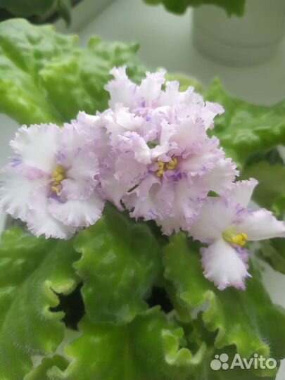 Фиалка махровая