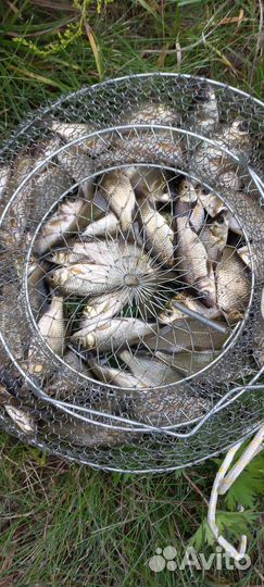 Живец карась