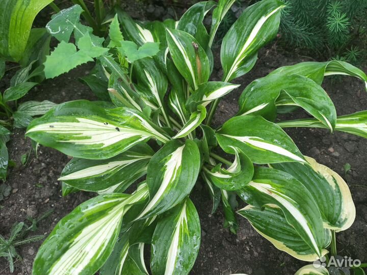 Продам хосты