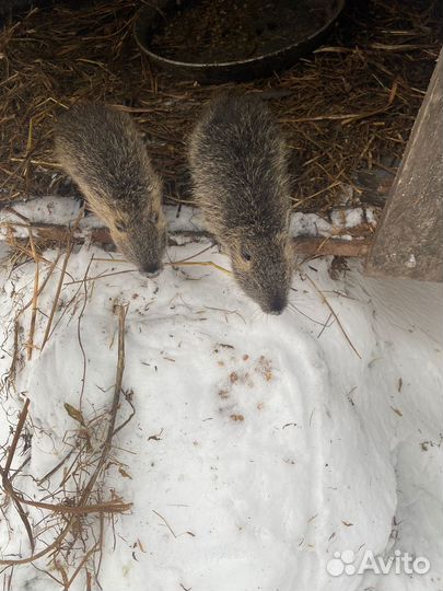 Продаю Нутрий