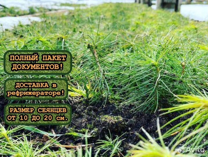 Сеянцы сосны окс и ели окс