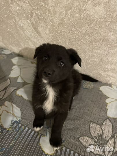 Щенок Северус