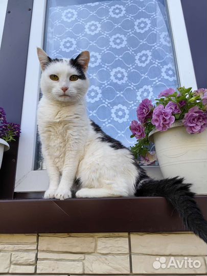 Кошечка Любаша ищет дом