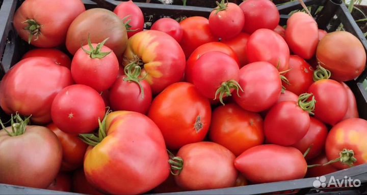 Помидоры домашние тепличные