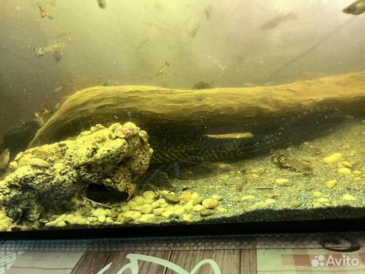 Аквариум с рыбками