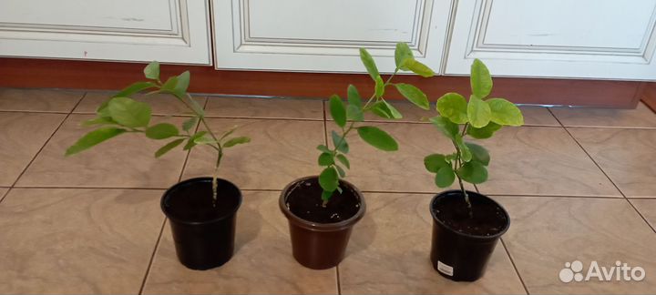 Лимонное дерево привитое