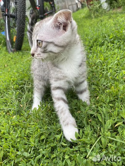 Шотландская вислоухая