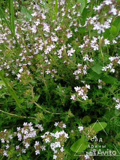 Тимьян Чабрец