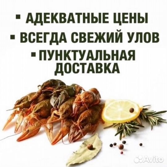 Живые раки и Разливные напитки г Можайск