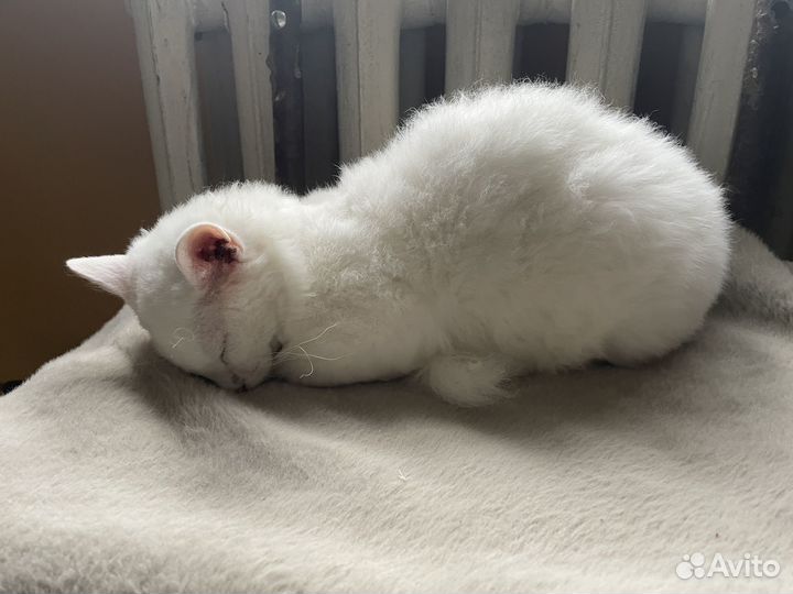 Котенок Донской сфинкс браш