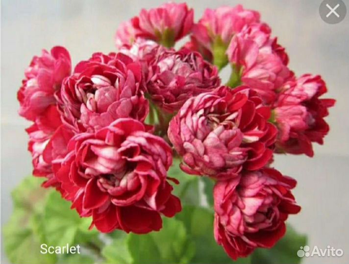 Пеларгония