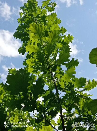 Дубы саженцы