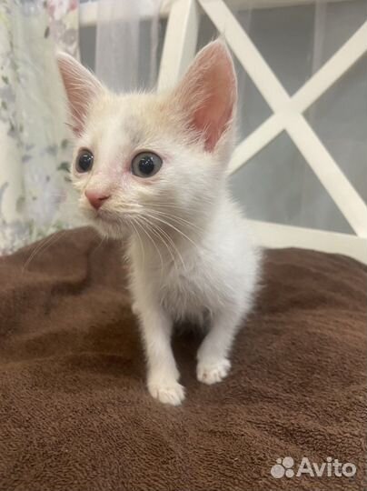 Белый котенок