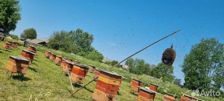 Мёд с личной пасеки