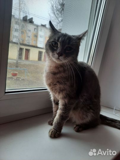 Кошка в добрые руки