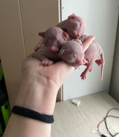 Канадский сфинкс