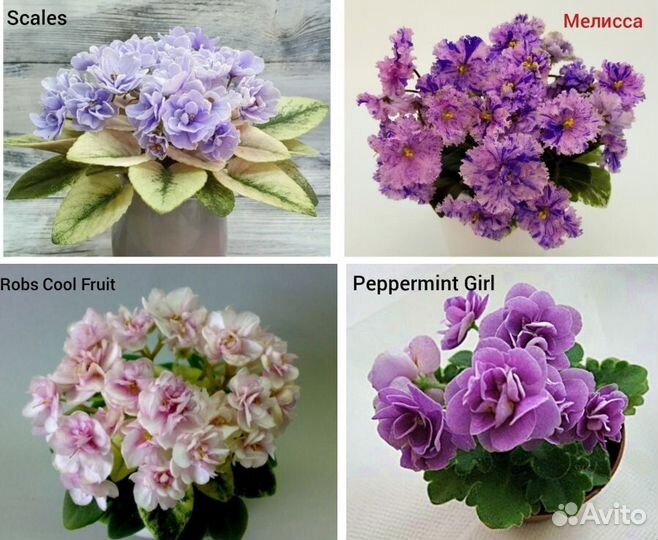 Фиалки мини