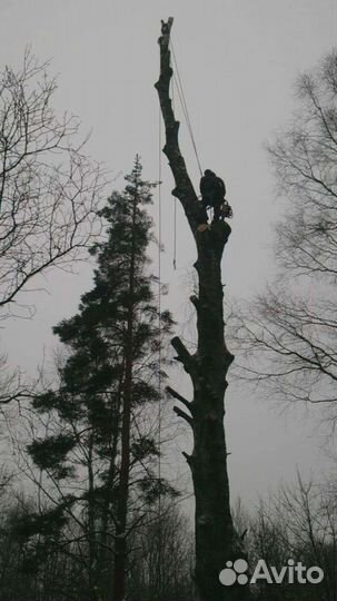 Вырубка,спил деревьев
