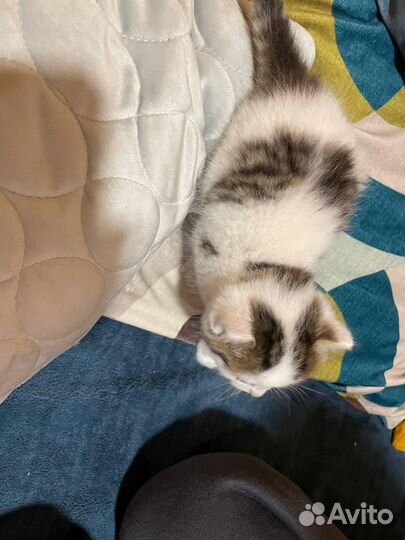 Котенок