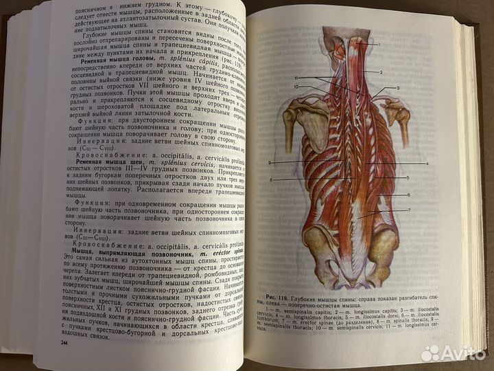 Анатомия человека в двух томах