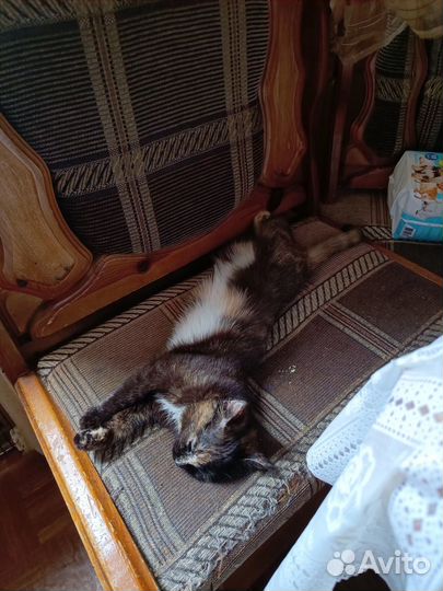 Котенок девочка