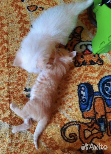Котята сибирской кошки