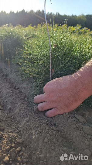 Саженцы сосны окс