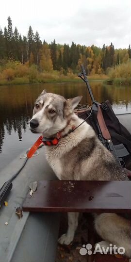 Продам щенков лайки