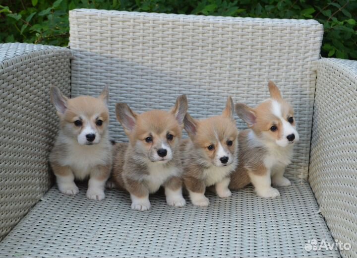 Щенки Корги Пемброк рыже-белые с документами