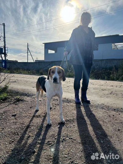 Шикарный гончий пес ищет дом в добрые руки