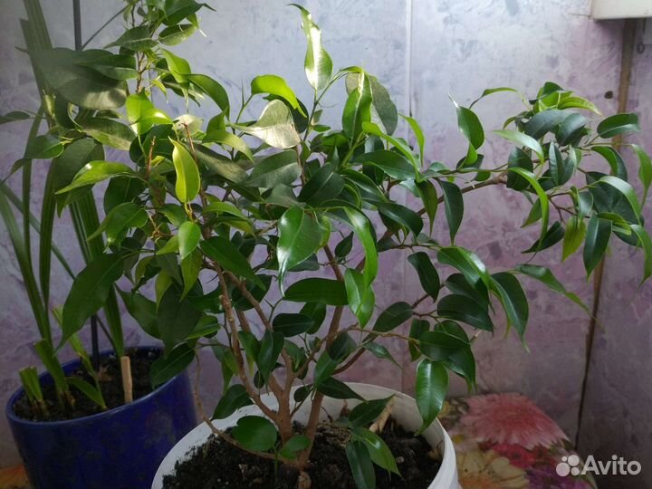 Фикус бенджамина