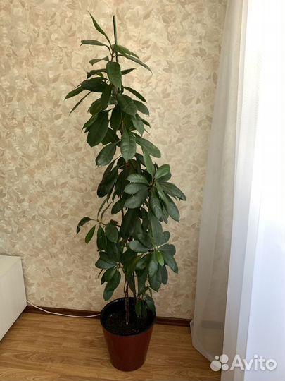 Фикус