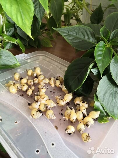 Улитки ахатины