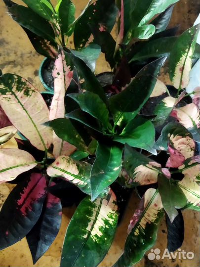 Кодиеум(Кротон) Миссис Айстон