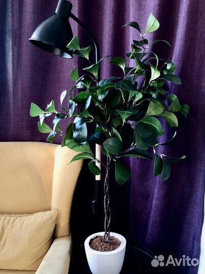Фикус мокламе искусственный