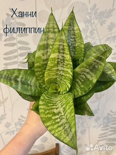 Сансевиерия ханни