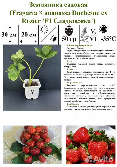 Саженцы Земляники садовой (Клубники)
