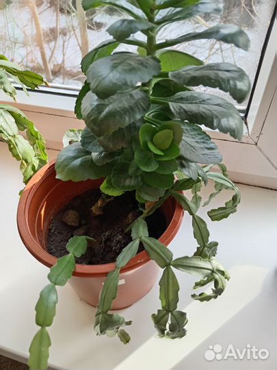 Декабрист комнатные