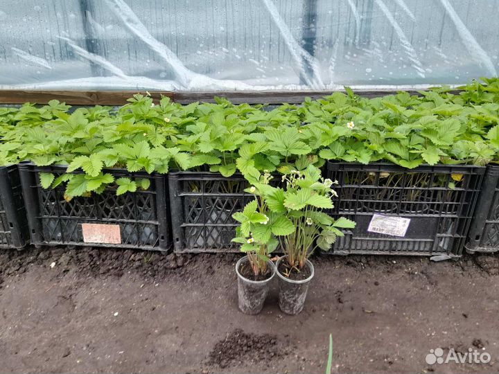 Рассада земляники ремонтантной