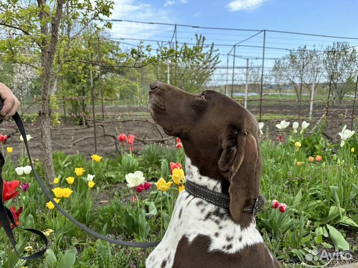 Кобель курцхаар вязка